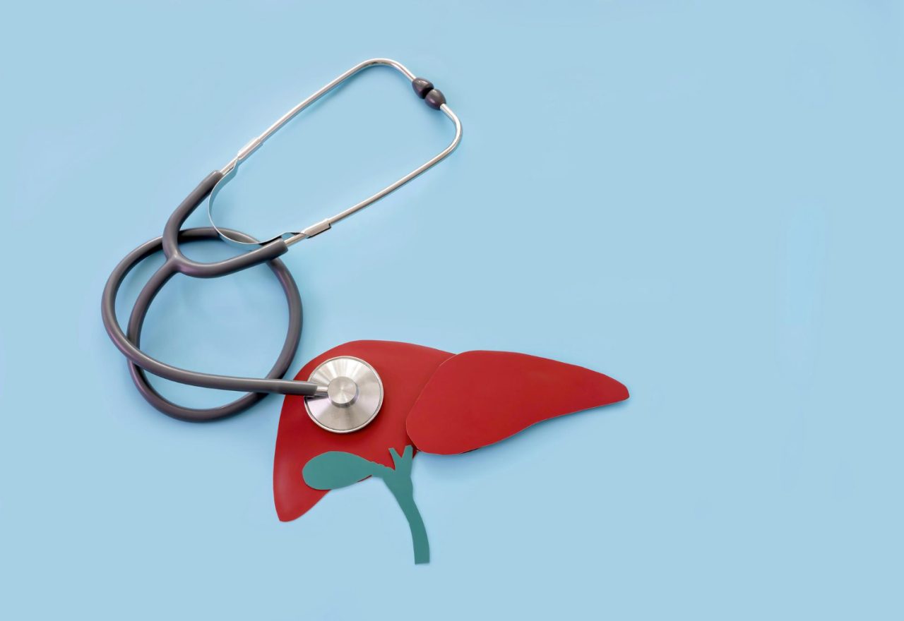 model human liver made paper stethoscope